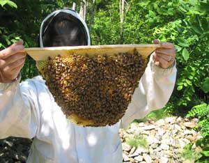 Beekeeping Vocabulary: Sorting Out the Jargon Image